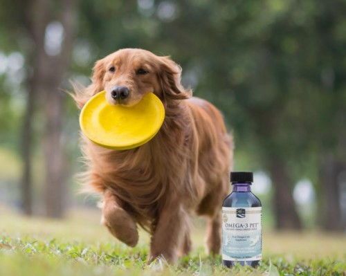 “宠物健康，运动先行，养宠必看！”