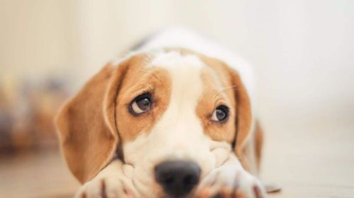 “狗狗每日运动量：轻松掌握健康标准！”