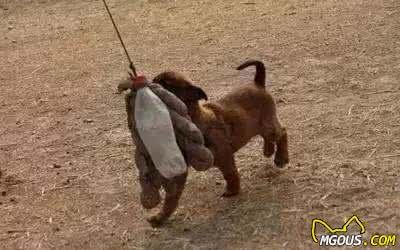 狗狗每天到底需要多少运动量?