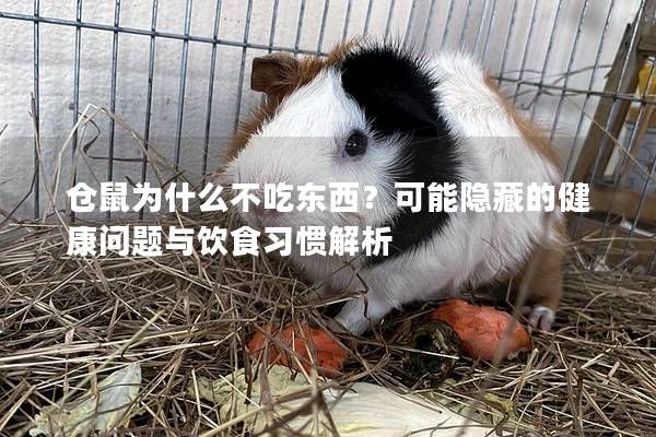 仓鼠为什么不吃东西?可能隐藏的健康问题与饮食习惯解析