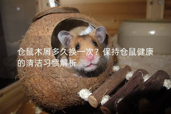 仓鼠木屑多久换一次？保持仓鼠健康的清洁习惯解析