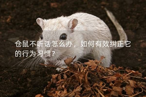 仓鼠不听话怎么办,如何有效纠正它的行为习惯?