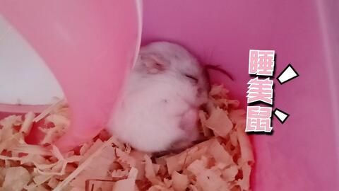 仓鼠为何总喜欢挤在一起睡？