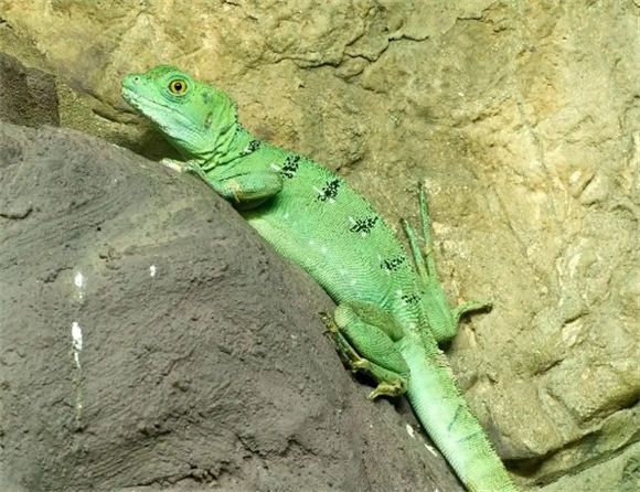 壁虎VS蜥蜴,这些细微差别你真的了解吗?