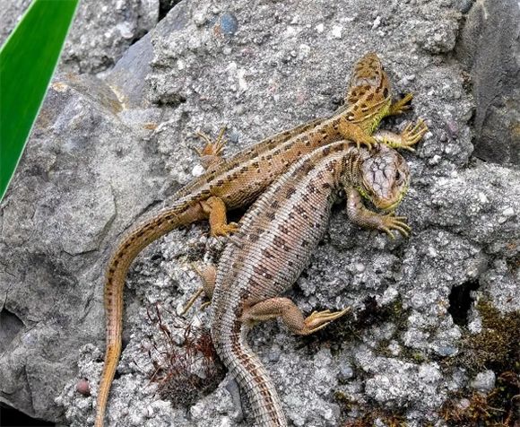 壁虎VS蜥蜴,这些细微差别你真的了解吗?