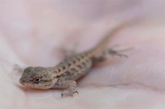 蜥蜴是如何保护自己的?蜥蜴有什么天敌