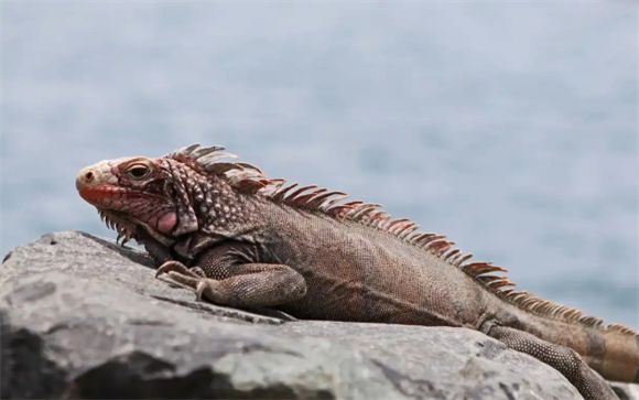 蜥蜴是如何保护自己的?蜥蜴有什么天敌