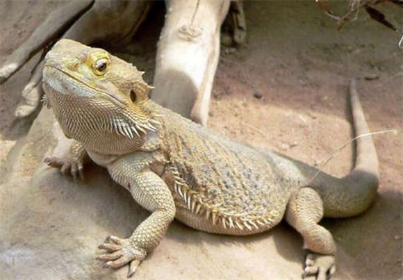 蜥蜴过冬方法指南，让小可爱安然度过