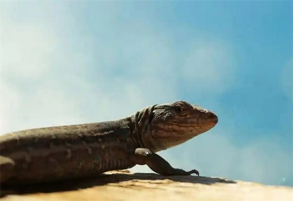 蜥蜴过冬方法指南，让小可爱安然度过