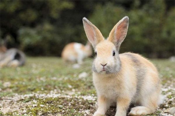 兔子的种类有哪些?