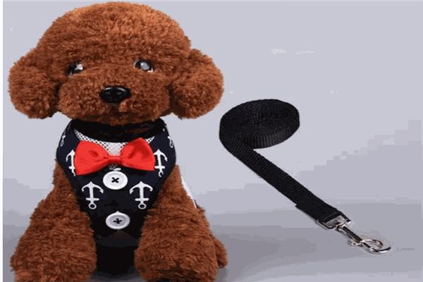 俊宝俏SPA思芭汪旺宠物