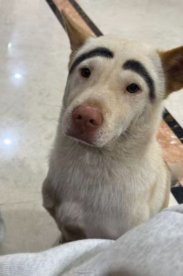 广东一宠物狗受惊吓跑出家门，监控拍到倒地抽搐被骑车男子拎走，女主人网络悬赏