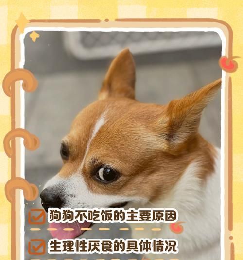 宠物狗狗就吃肉不吃饭应该怎么办？