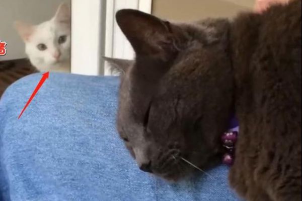 豹纹猫瞬间炸毛！只因为看到主人新带回一只猫，整个猫都不好了