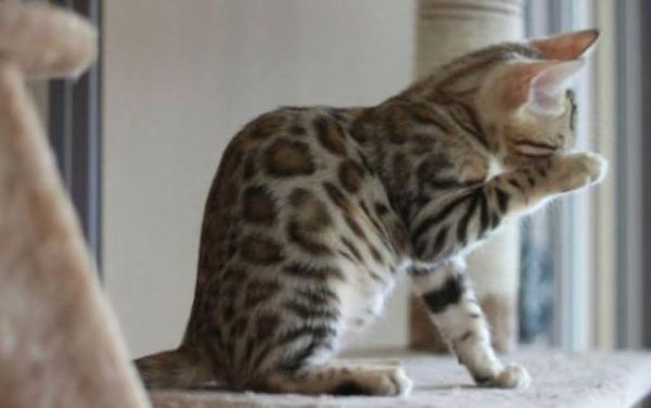豹纹猫瞬间炸毛！只因为看到主人新带回一只猫，整个猫都不好了