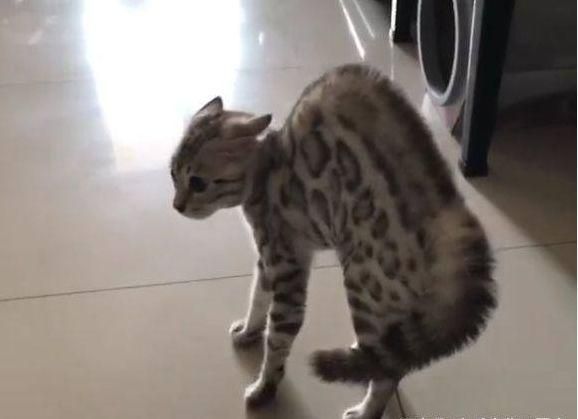 豹纹猫瞬间炸毛！只因为看到主人新带回一只猫，整个猫都不好了