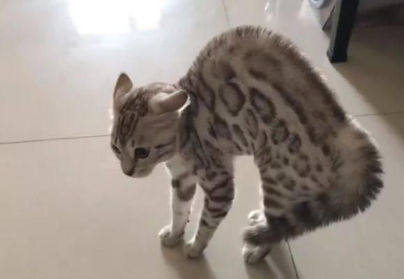 豹纹猫瞬间炸毛！只因为看到主人新带回一只猫，整个猫都不好了