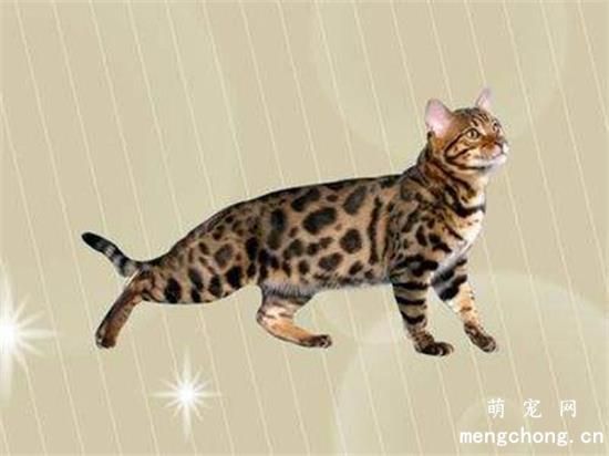 纯种孟加拉豹猫多少钱一只?