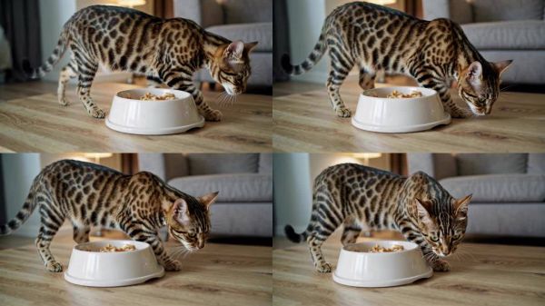 豹纹猫嗅闻猫粮碗 孟加拉猫进食特写