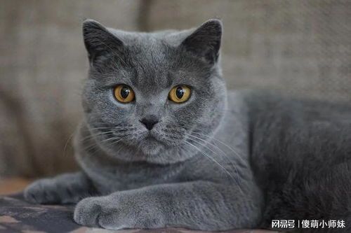 豹纹猫咪有哪些？它们的毛色如此独特，背后有何秘密？