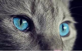 豹纹猫咪有哪些？它们的毛色如此独特，背后有何秘密？