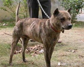 中华豹纹犬：中国本土独特犬种