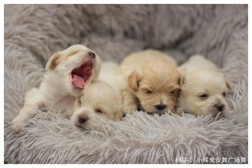 中华豹纹犬：中国本土独特犬种