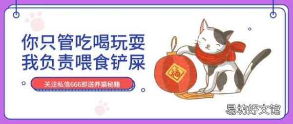 豹纹猫是什么品种(豹纹猫是什么品种多少钱一只)