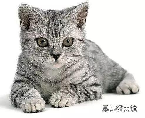 豹纹猫是什么品种(豹纹猫是什么品种多少钱一只)