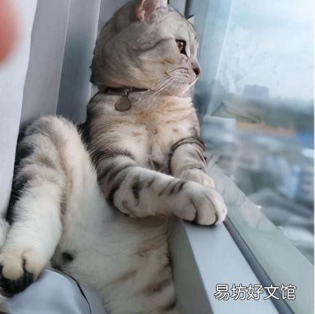 豹纹猫是什么品种(豹纹猫是什么品种多少钱一只)