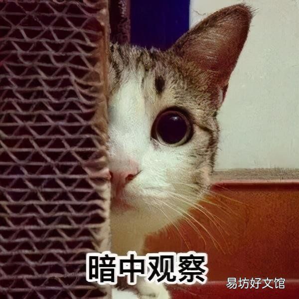 豹纹猫是什么品种(豹纹猫是什么品种多少钱一只)