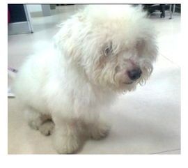 宠物狗健康证怎么办理的