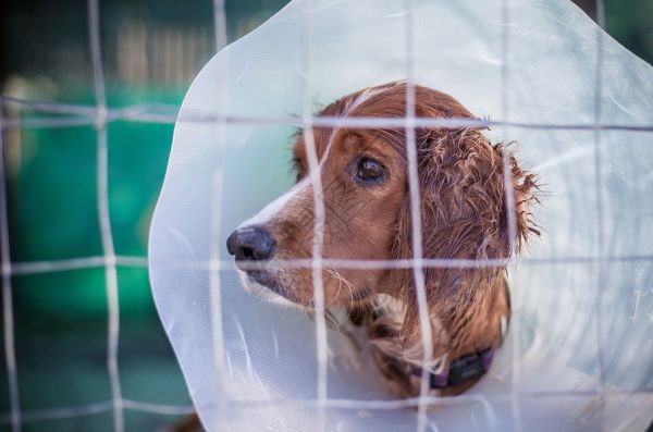 身戴保护头领的狗高清图片