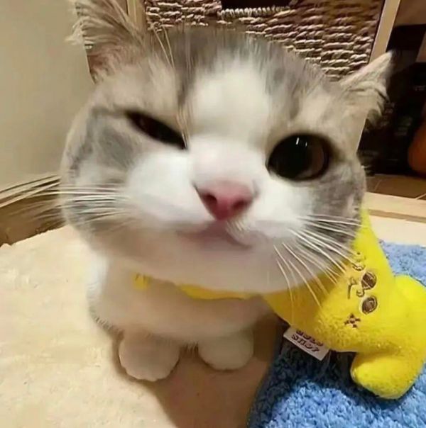 2026玻璃胃猫粮推荐：精准适配，告别软便呕吐困扰