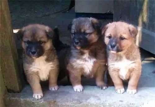 寻神秘土狗，揭秘本土宠物传奇