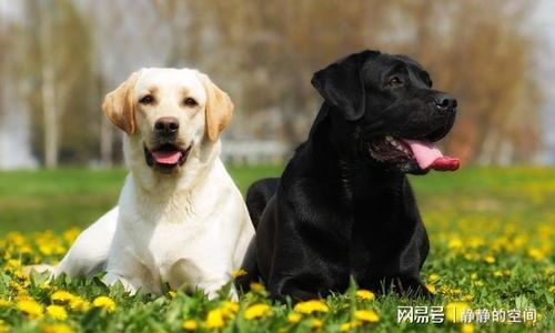 拉布拉多：从服从到信任，如何培养亲密关系