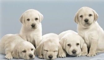 拉布拉多：从服从到信任，如何培养亲密关系