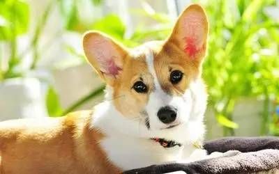 柯基性格温顺还是烈性？