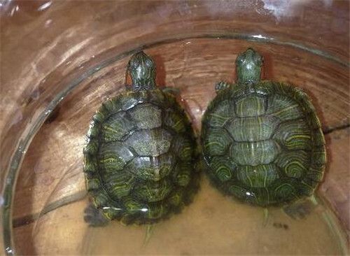 小乌龟怎么养？小乌龟吃什么