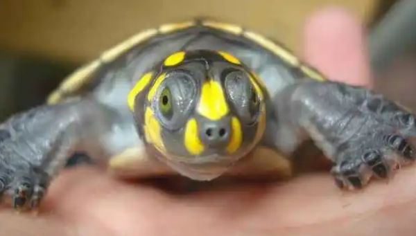 黄头侧颈龟龟壳发白:四大诱因与科学应对指南