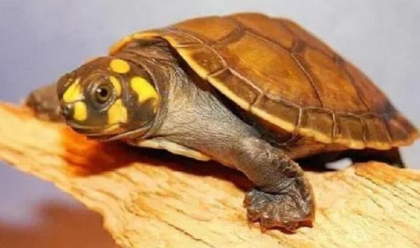 黄头侧颈龟龟壳发白:四大诱因与科学应对指南