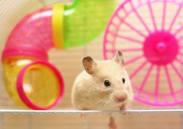 新手怎么养仓鼠