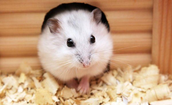 新手怎么养仓鼠