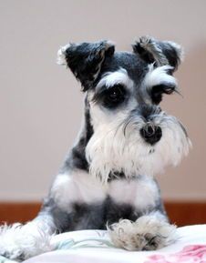 雪纳瑞：宠物界的“嫉妒高手”