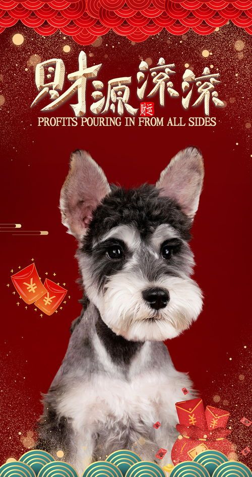 雪纳瑞：宠物界的“嫉妒高手”