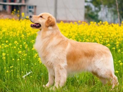 挑选金毛幼犬优质狗粮：关键指南