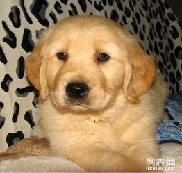 挑选金毛幼犬优质狗粮：关键指南