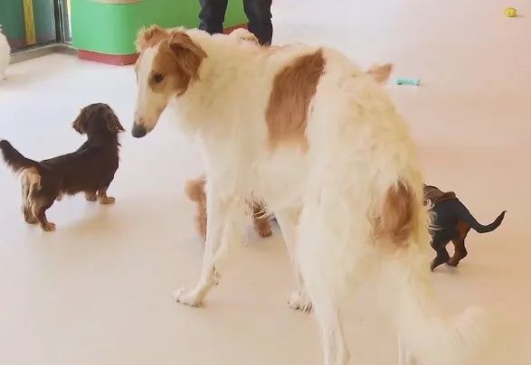 突然爆单，一天跑9家！律师提醒