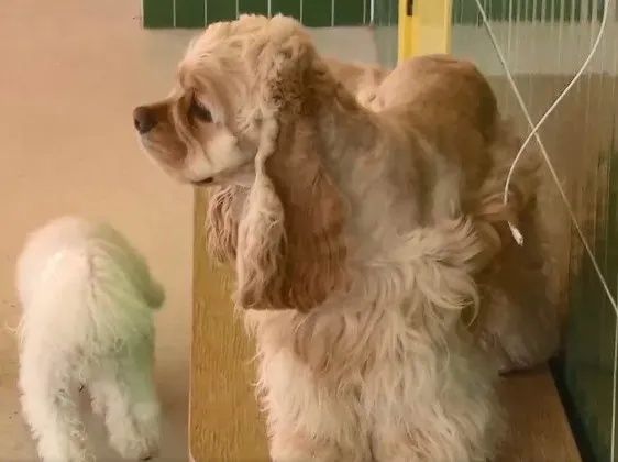 突然爆单，一天跑9家！律师提醒