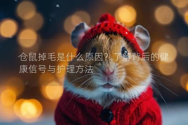 仓鼠掉毛是什么原因？了解背后的健康信号与护理方法